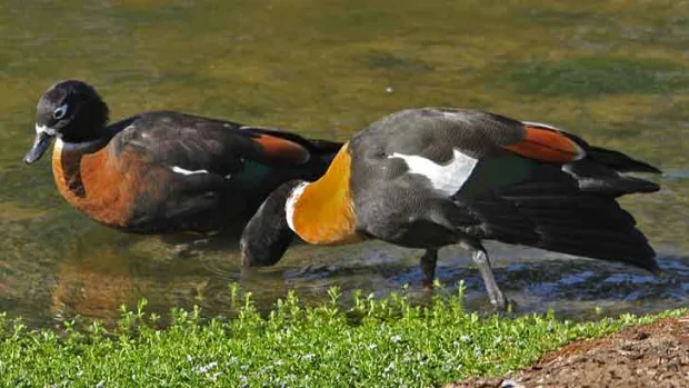 Mountain Duck 